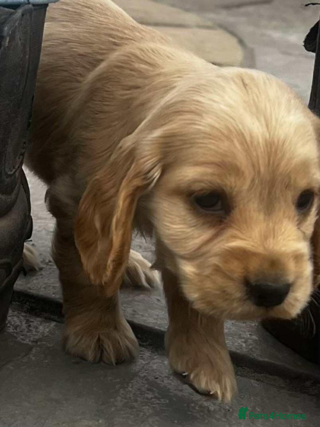 Cocker Spaniel dogs for sale: Show cockers for sale - Image 3