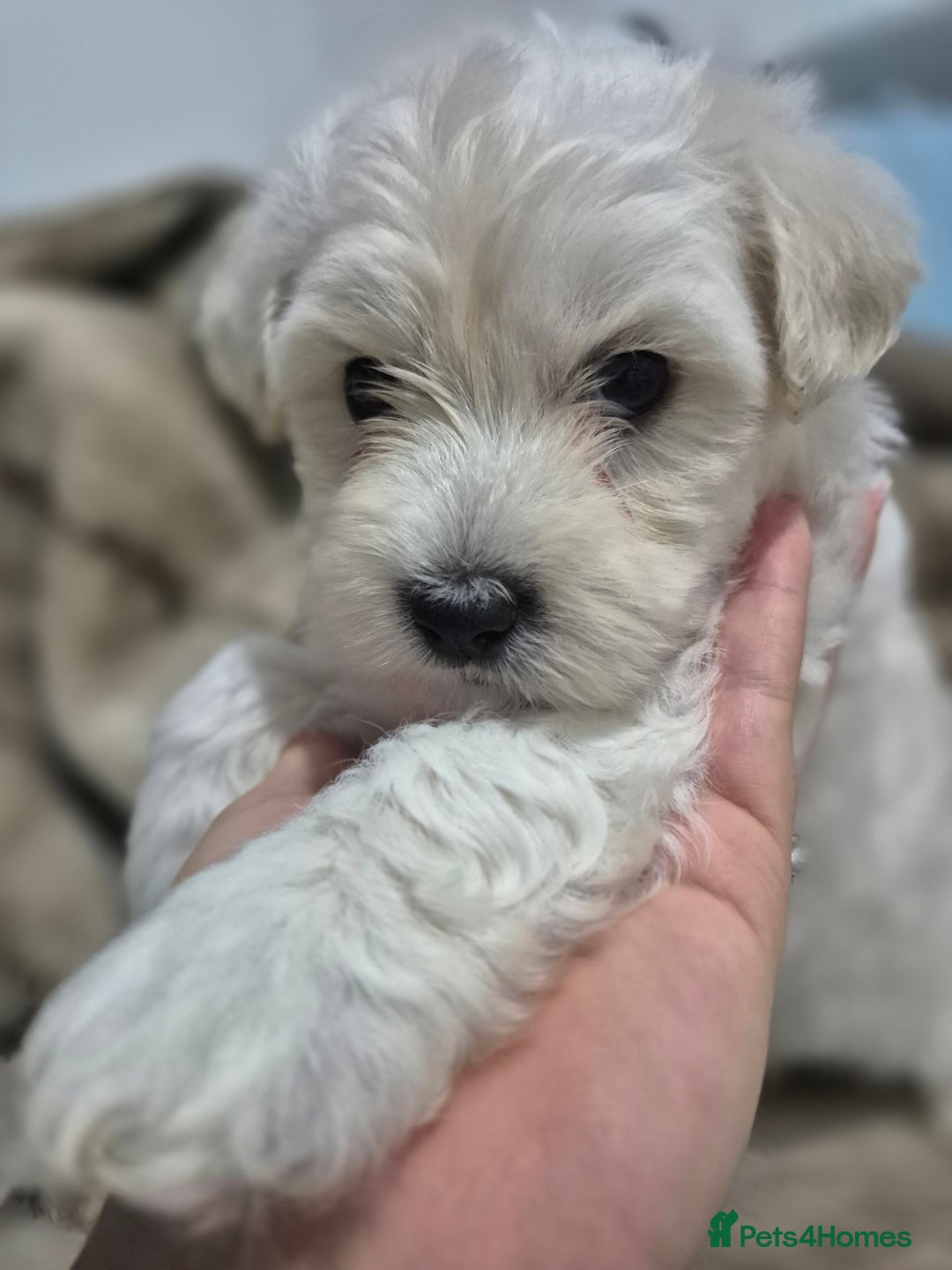 Maltese dogs for sale: K1 Beautiful Maltese puppies  - Advert 2
