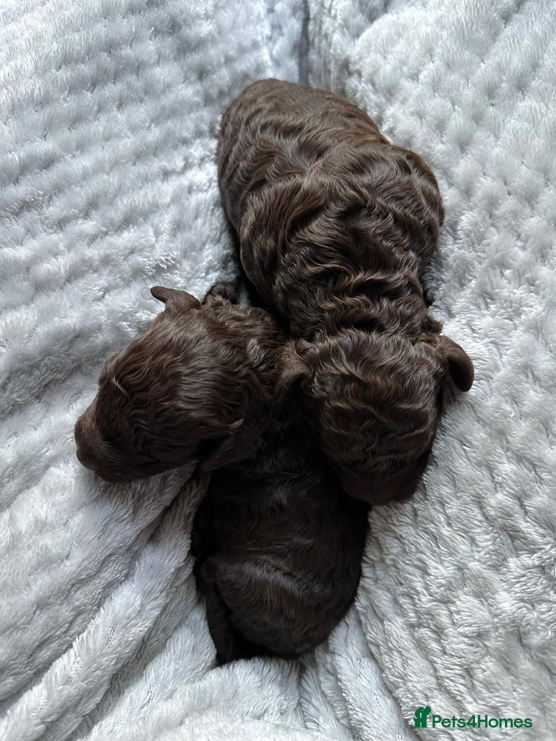 Miniature Poodle dogs for sale: Beautiful Girls!!! - Advert 10