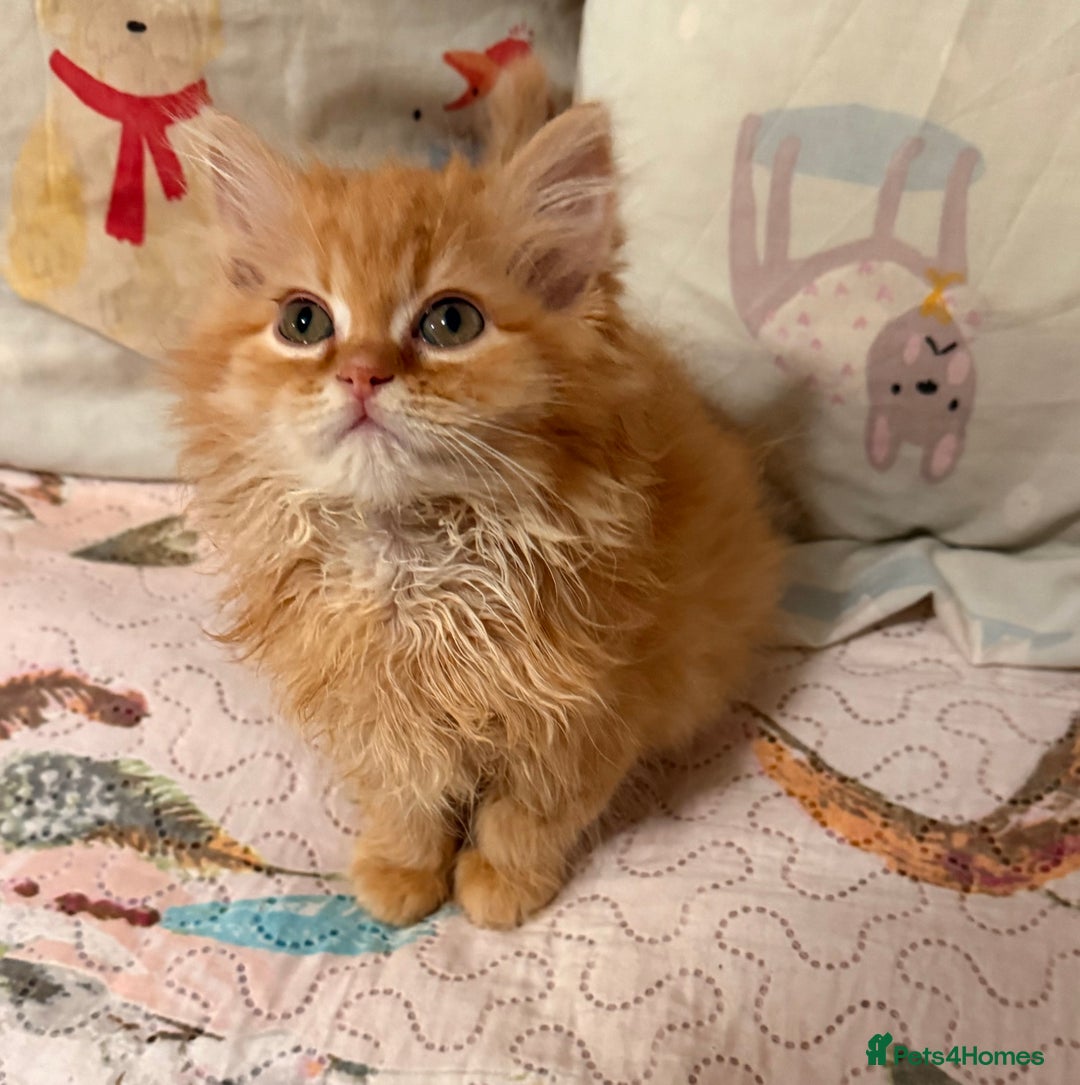 Mixed Breed cats for sale: Ragdoll X Persian kittens  - Advert 2