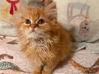 Mixed Breed cats Ragdoll X Persian kittens - Advert 17