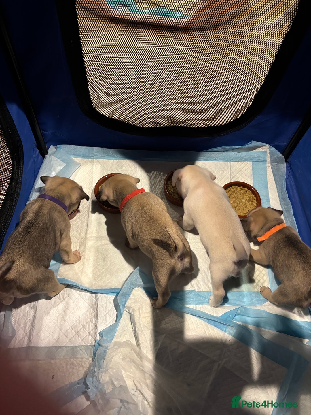 Frug dogs for sale: Frug cross Pug baby boy  - Advert 11