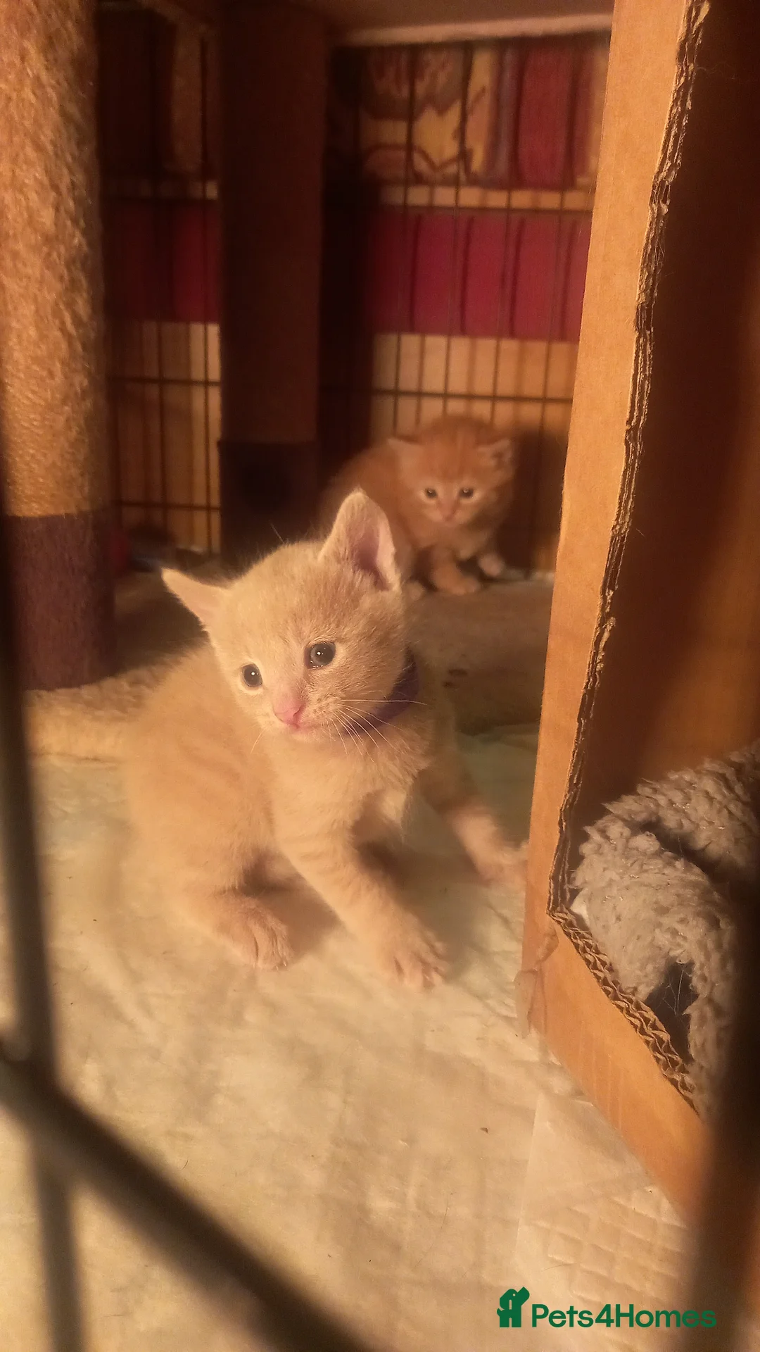 Bengal cats for sale: 3 Beautiful Male Bengal X Kittens - Advert 2