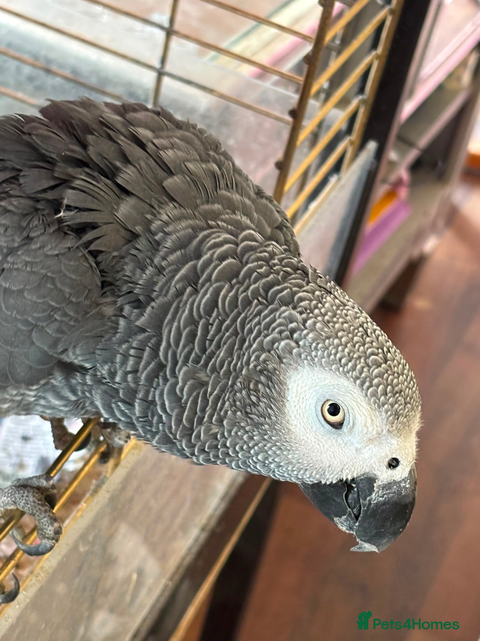 Parrots birds AFRICAN GREY WITH CAGE - Advert 19