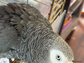 Parrots birds REDUCED PRICE AFRICAN GREY WITH CAGE - Advert 1