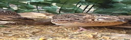 Quail poultry for sale: 4 female and 1 male quail house cage full set up in Lincoln - Advert 10