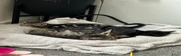 Mixed Breed cats for sale: Mixed Breed Tabby Shorthair Kittens in Sheffield - Advert 3