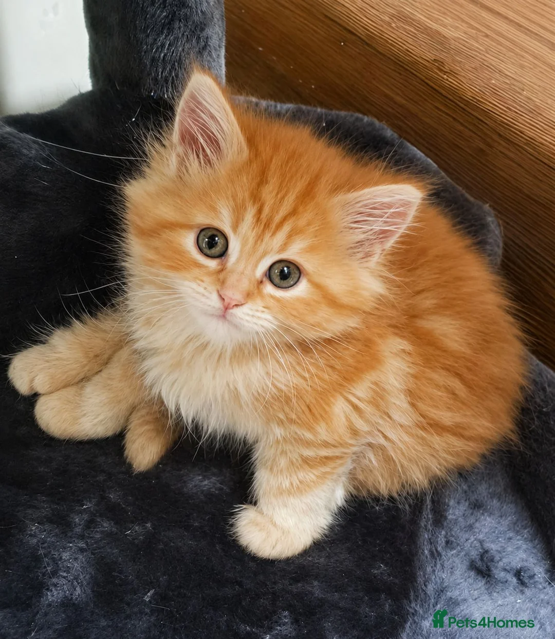 Mixed Breed cats for sale: Main con cross kittens - Advert 4