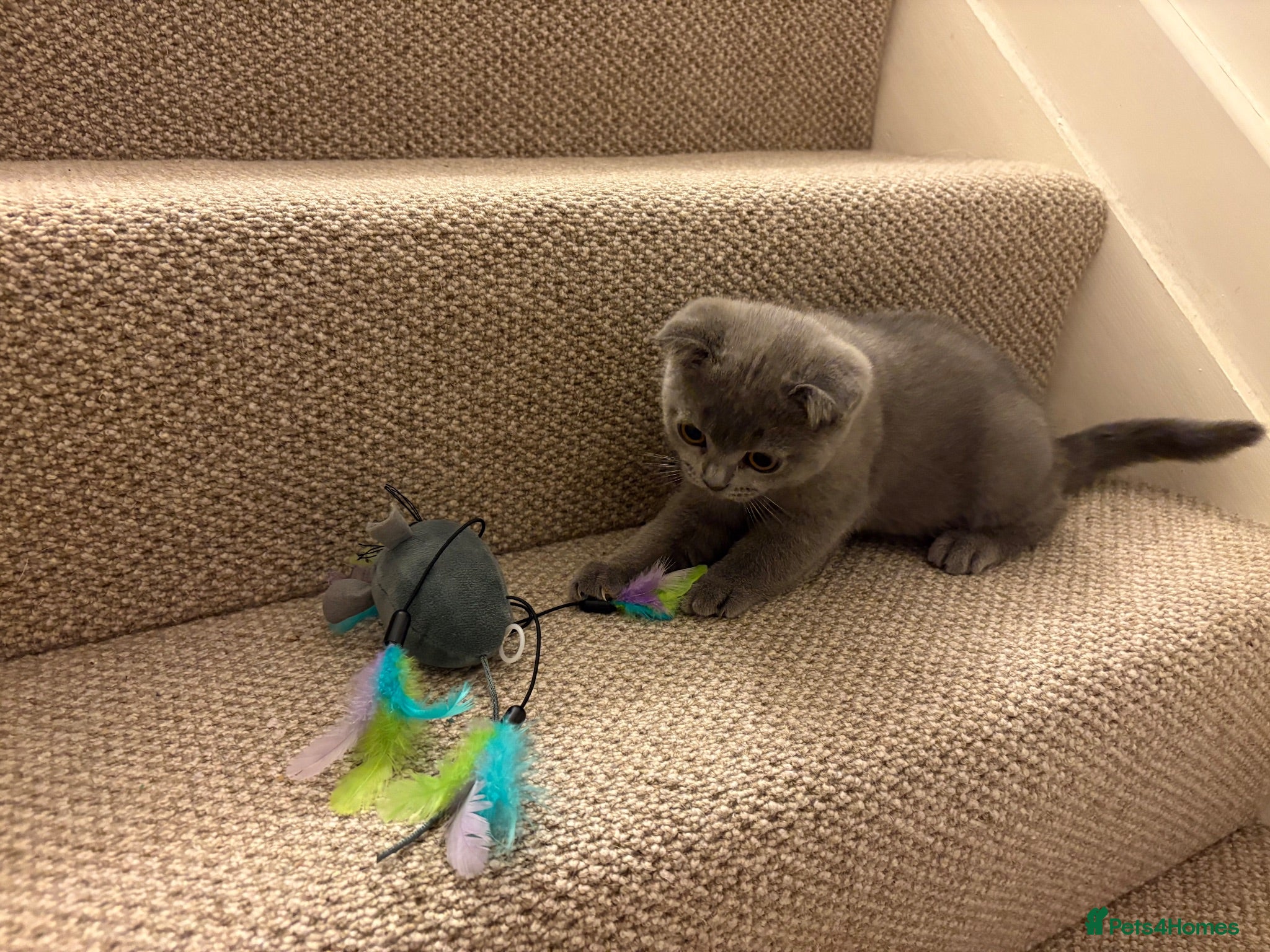 Scottish Fold cats Playful  lovely Scottish Fold - Advert 12