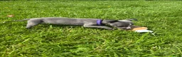 Whippet dogs for sale: Stunning KC registered whippet puppies - Advert 10