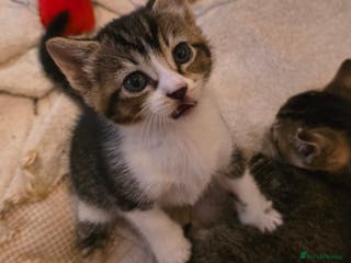 Mixed Breed cats Torbie/calico kittens - Advert 6