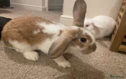 French Lop rabbits for sale: 4 x mixed breed lop bunnies 2 x albino REW 2 x not - Image 7