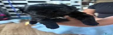 Shih Tzu 5