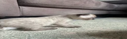 Bengal cats for sale: Beautiful Rare Bengal Tica Kittens - Advert 7