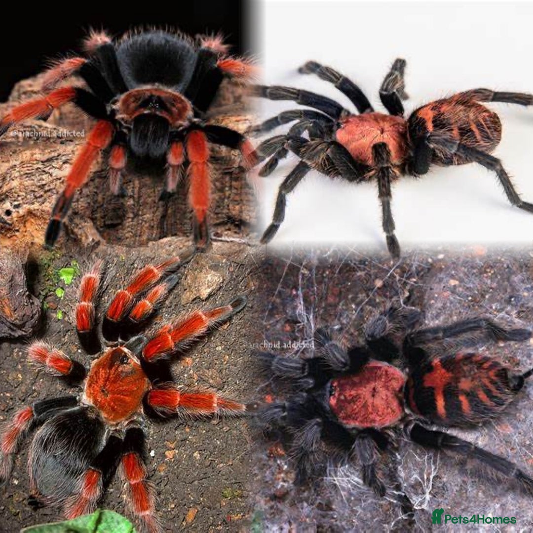 Tarantulas invertebrates for sale: Tarantula Spiderlings with starter home - Advert 2