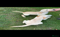 Golden Retriever dogs for sale: 3 beautiful golden retriever labs for sale - Image 3
