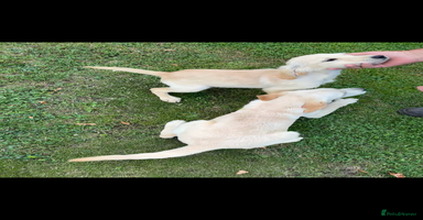 Golden Retriever dogs - Advert 2