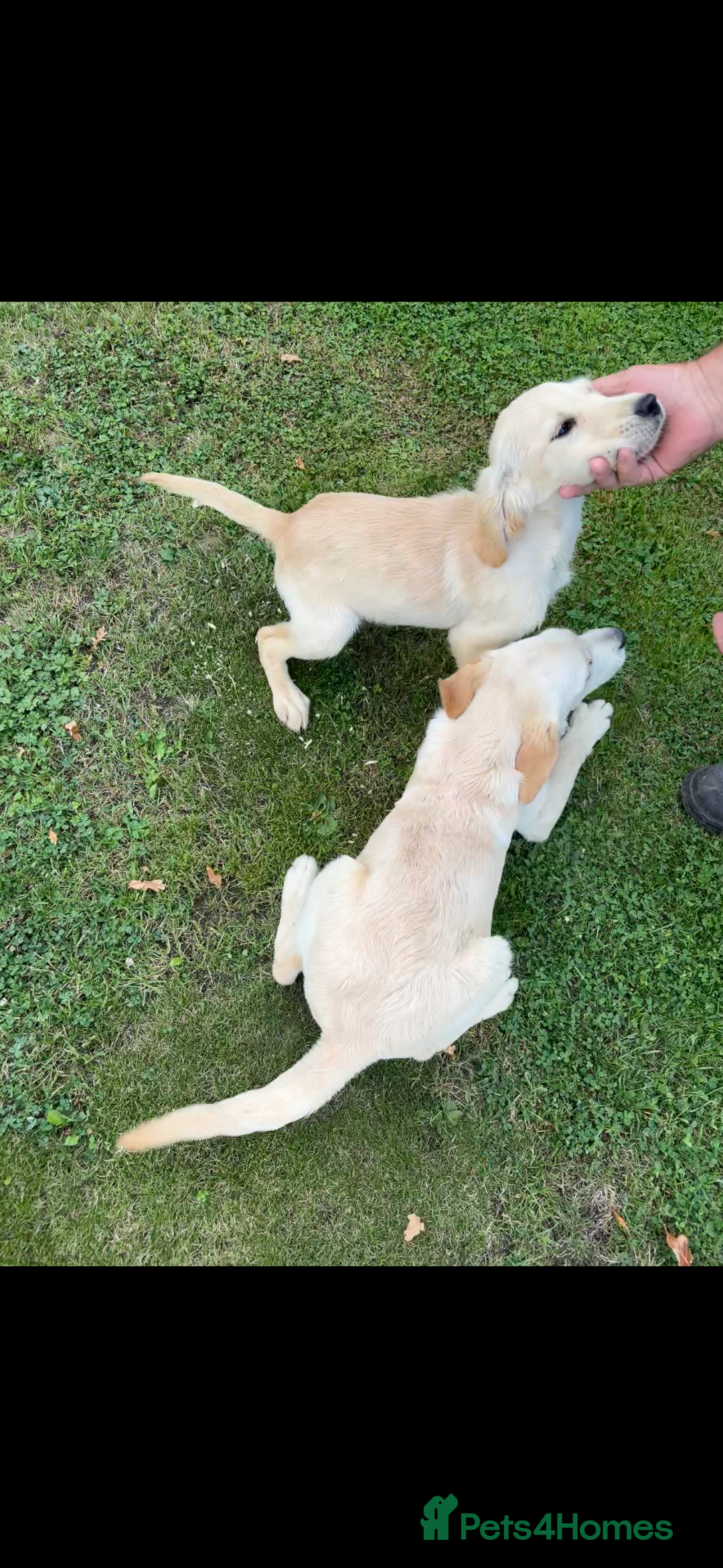 Golden Retriever dogs for sale: 3 beautiful golden retriever labs for sale - Image 3