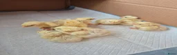Chickens poultry for sale: Salmon faverolle chicks & pullets - Advert 3