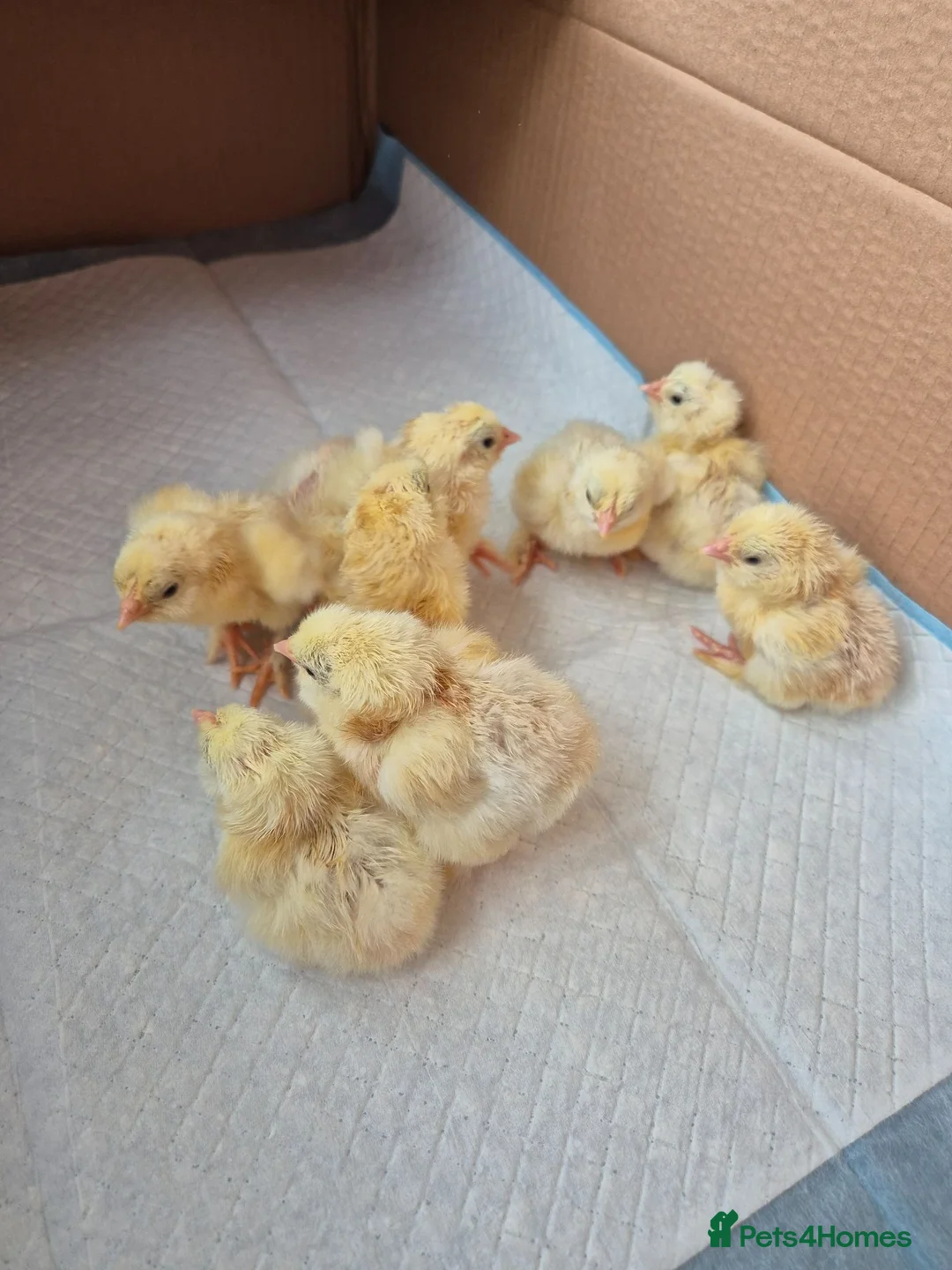 Chickens poultry for sale: Salmon faverolle chicks & pullets - Advert 3