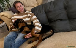 Mixed Breed dogs for adoption:  Meet Aldo – The Sweetest Cuddle Bug in London! - Image 4