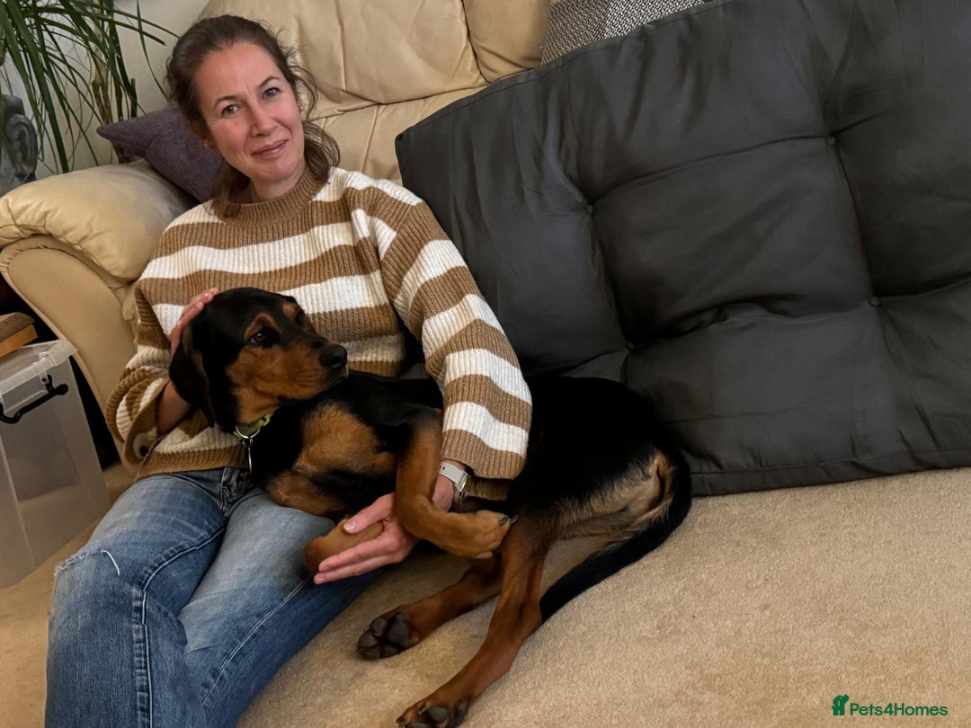 Mixed Breed dogs for adoption:  Meet Aldo – The Sweetest Cuddle Bug in London! - Image 4