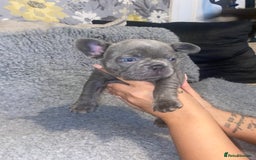 French Bulldog dogs for sale: Beautiful French bulldog puppies  - Image 27