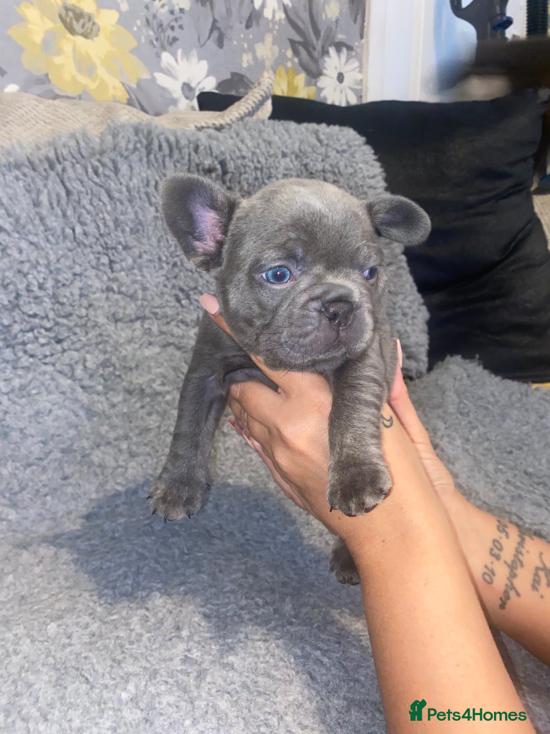 French Bulldog dogs for sale: Beautiful French bulldog puppies  - Image 27
