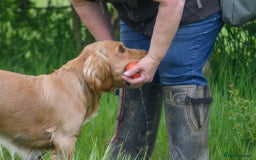 Cocker Spaniel dogs for sale: Working Cocker Spaniels  - Image 13