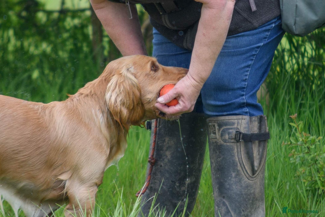 Cocker Spaniel dogs for sale: Working Cocker Spaniels  - Image 13