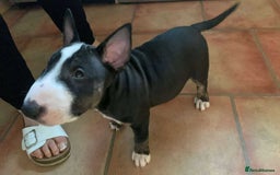 English Bull Terrier dogs for sale: English bull terrier puppies 1 girl left last pup - Image 1