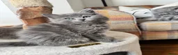 RagaMuffin cats for sale: Beautiful Ragamuffin (Ragdoll x BSH) kittens - Advert 15