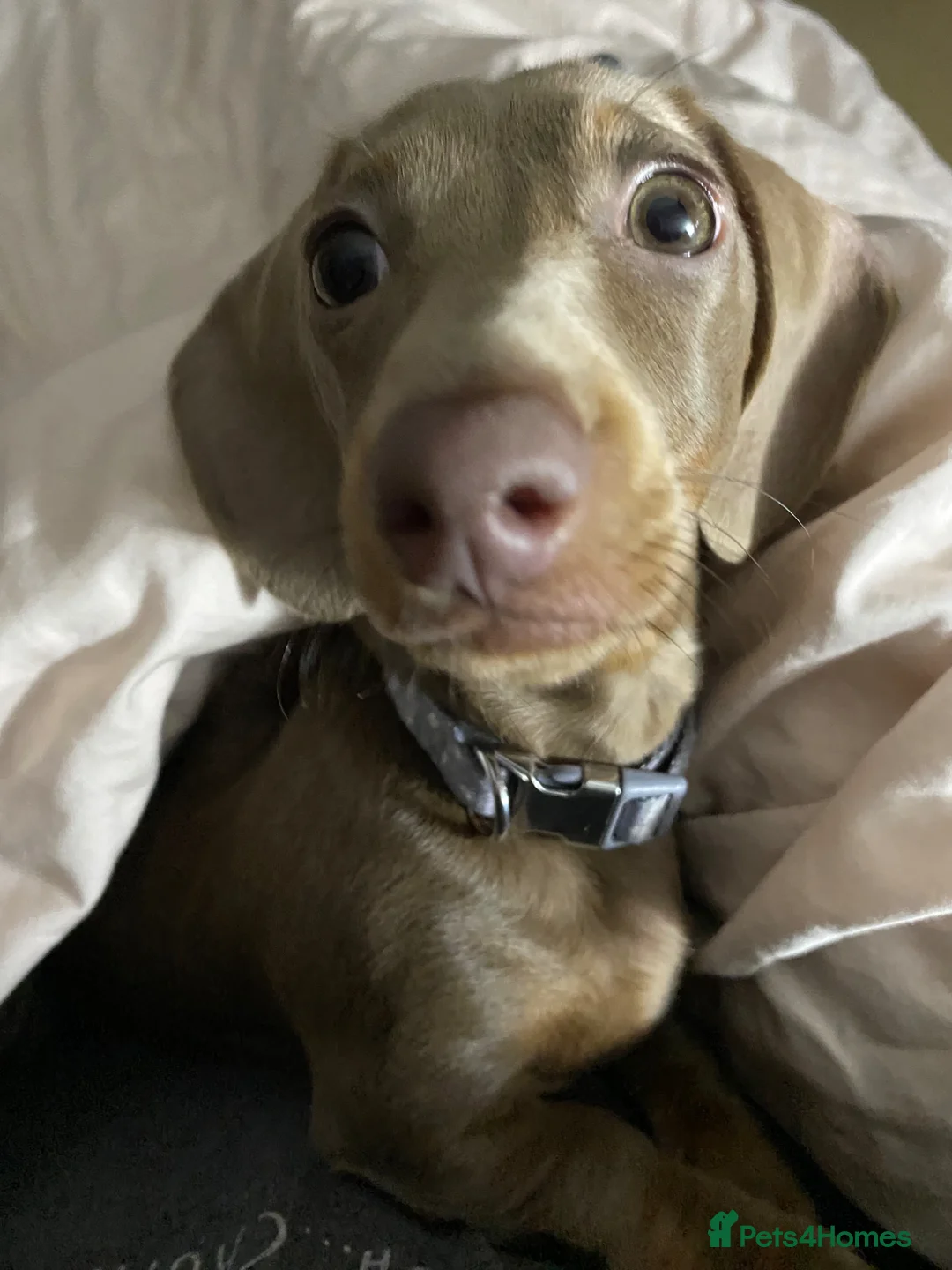 Dachshund dogs for sale: Miniature Dachsund in Sutton Coldfield - Advert 5
