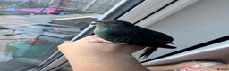 Mixed Breed birds for sale: Teal, the kakariki  - Advert 10