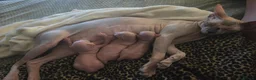 Sphynx cats for sale: 3 x sphynx kittens for sale - Advert 3