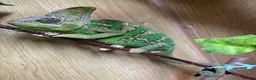 Chameleon reptiles for sale: Veiled Chameleon with Full Setup - Advert 1