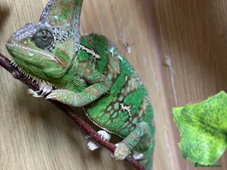 Chameleon reptiles Veiled Chameleon with Full Setup in London - Advert 1