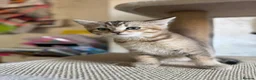 British Shorthair cats for sale: Gorgeous GCCF registered British Shorthair Boy  - Advert 22