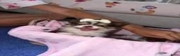 Pomeranian dogs for sale: 2 girl Pomeranians  in Wickford - Advert 10