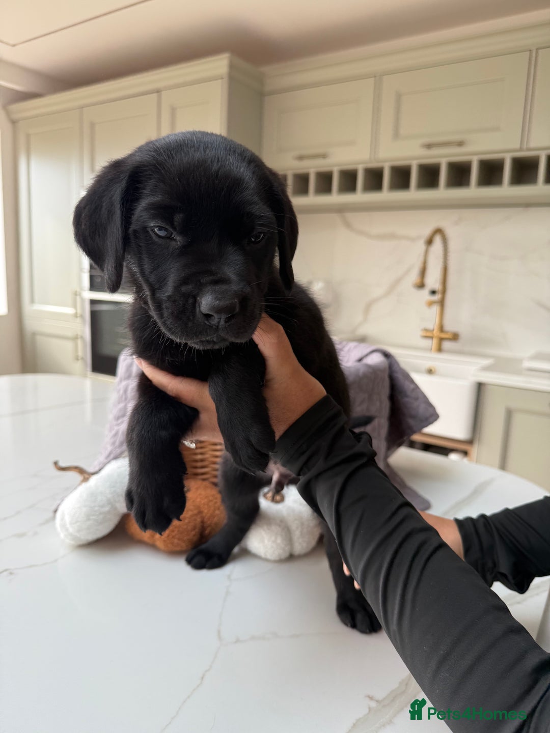 Cane Corso dogs for sale: Beautiful Cane Corso Puppies - Image 8