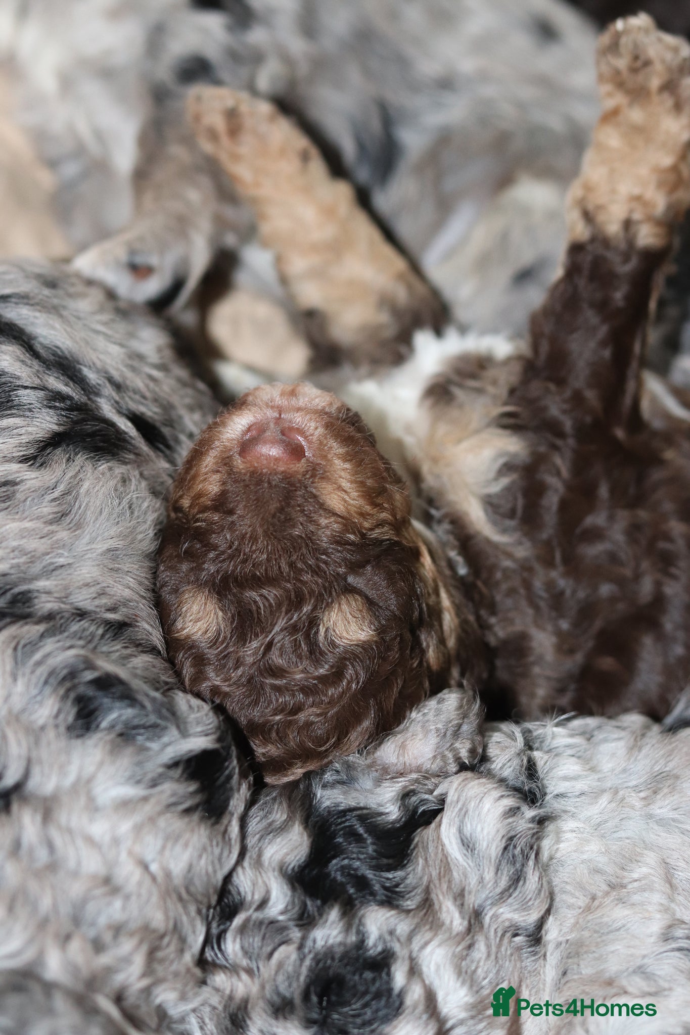 Cockapoo dogs Stunning Merle & phantom cockapoo litter - Advert 3