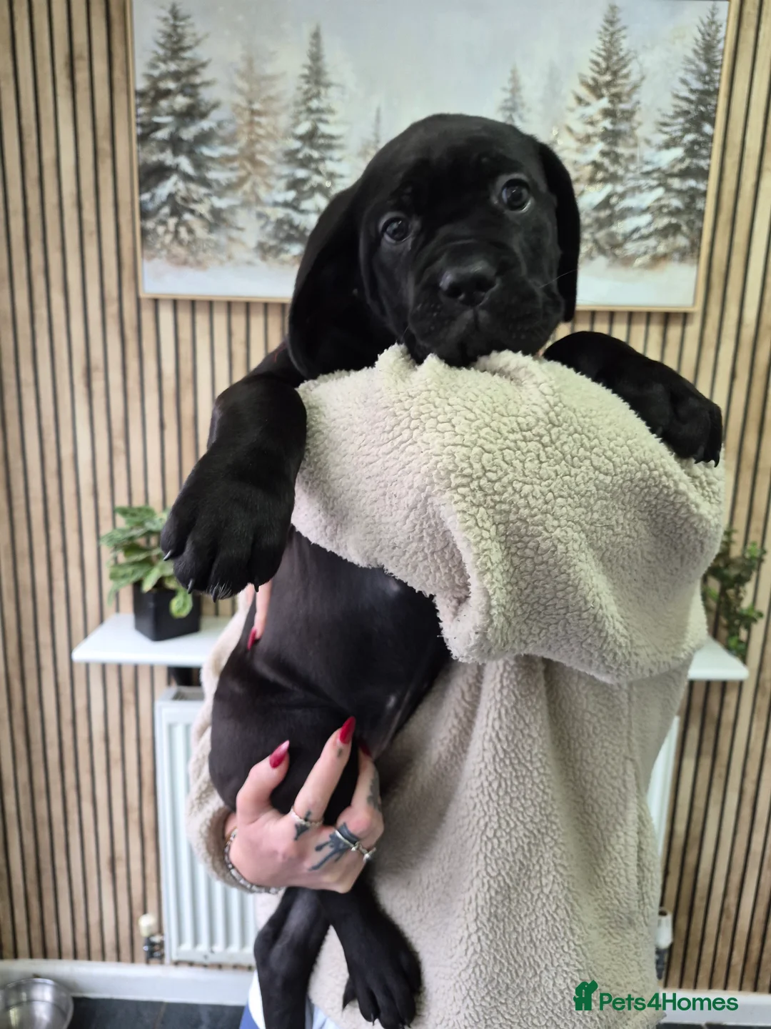 Cane Corso dogs for sale: ***REDUCED*** Cane Corso pups - Advert 1