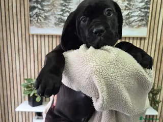 Cane Corso dogs ***REDUCED*** Cane Corso pups - Advert 12
