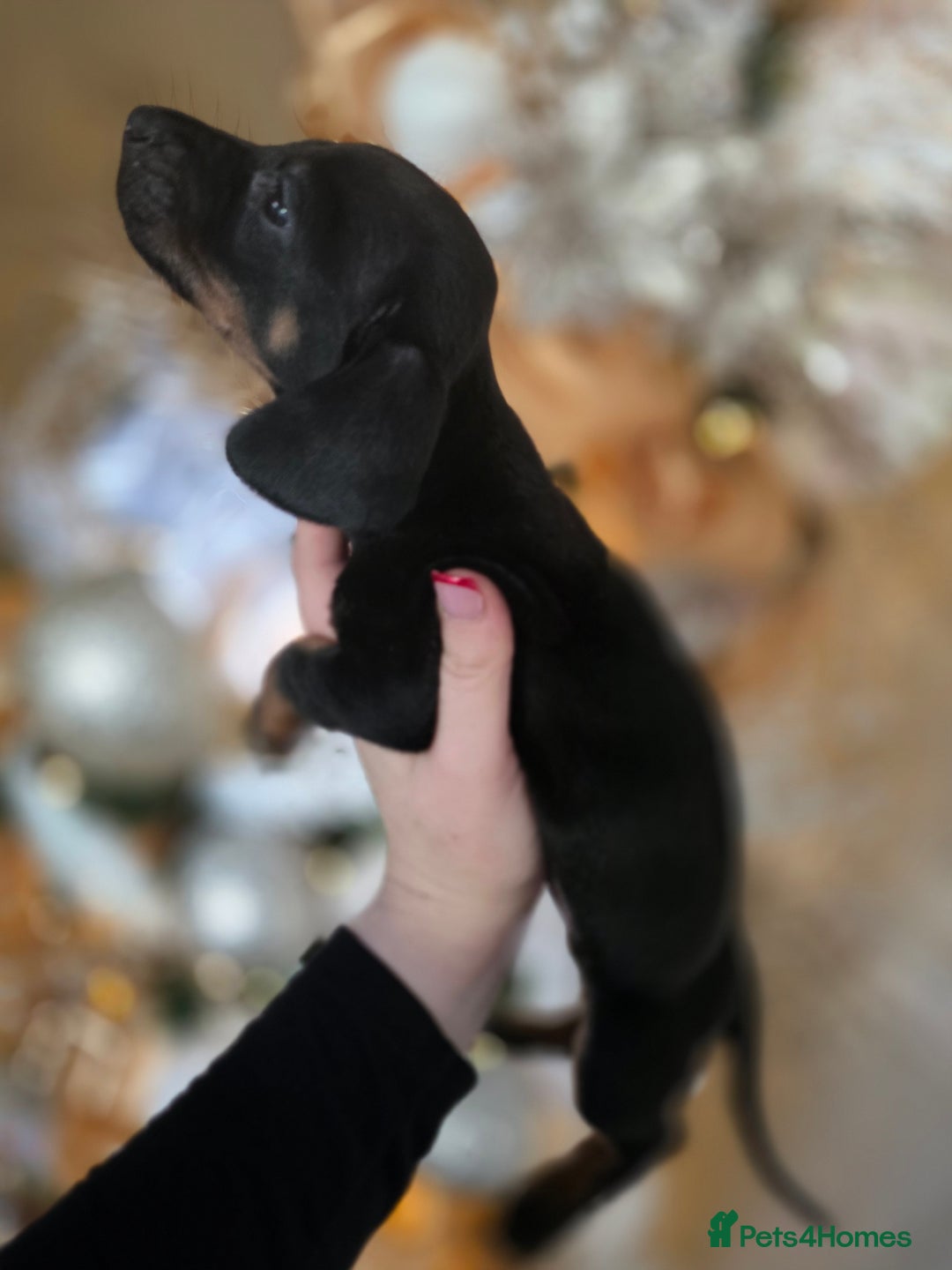 Dachshund dogs for sale: Daschund puppies - Advert 16