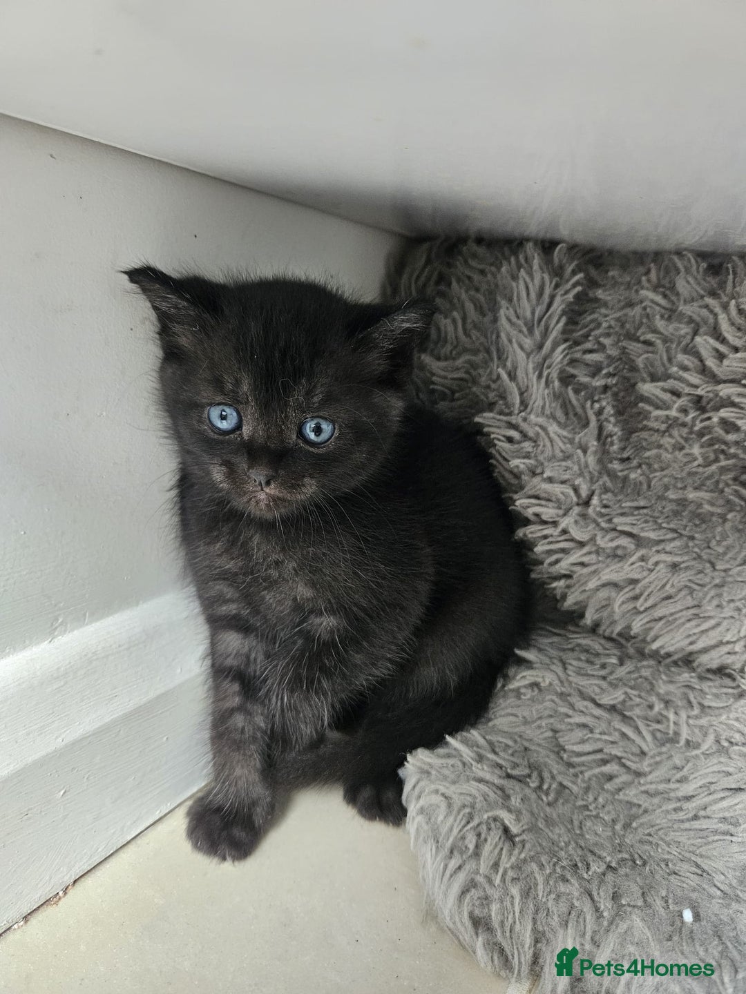 Burmese cats for sale: Beautiful Burmese x British kittens for sale 🤍  - Image 21