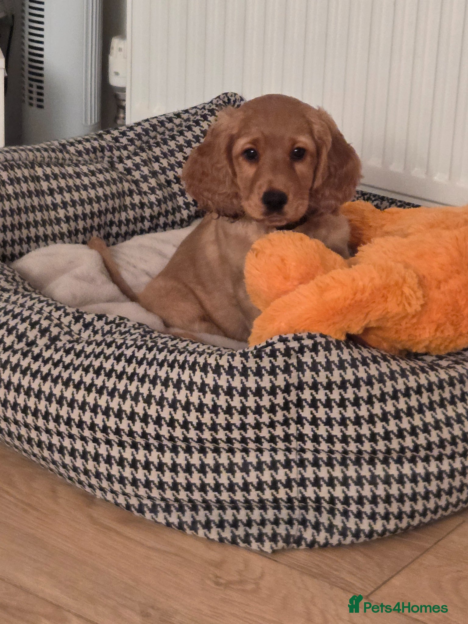 Cockapoo dogs 1 × F2 Cockapoo Boy Available - Advert 4