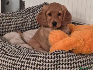 Cockapoo dogs 1 × F2 Cockapoo Boy Available - Advert 4