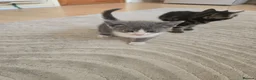 Brazilian Shorthair cats for sale: Lovely kittens  - Advert 5