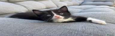 Mixed Breed Kitten 2