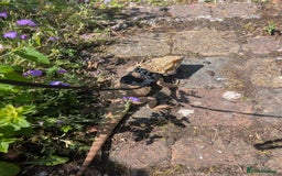 Bearded Dragon reptiles for sale: Dash the magic dragon up for adoption - Image 6
